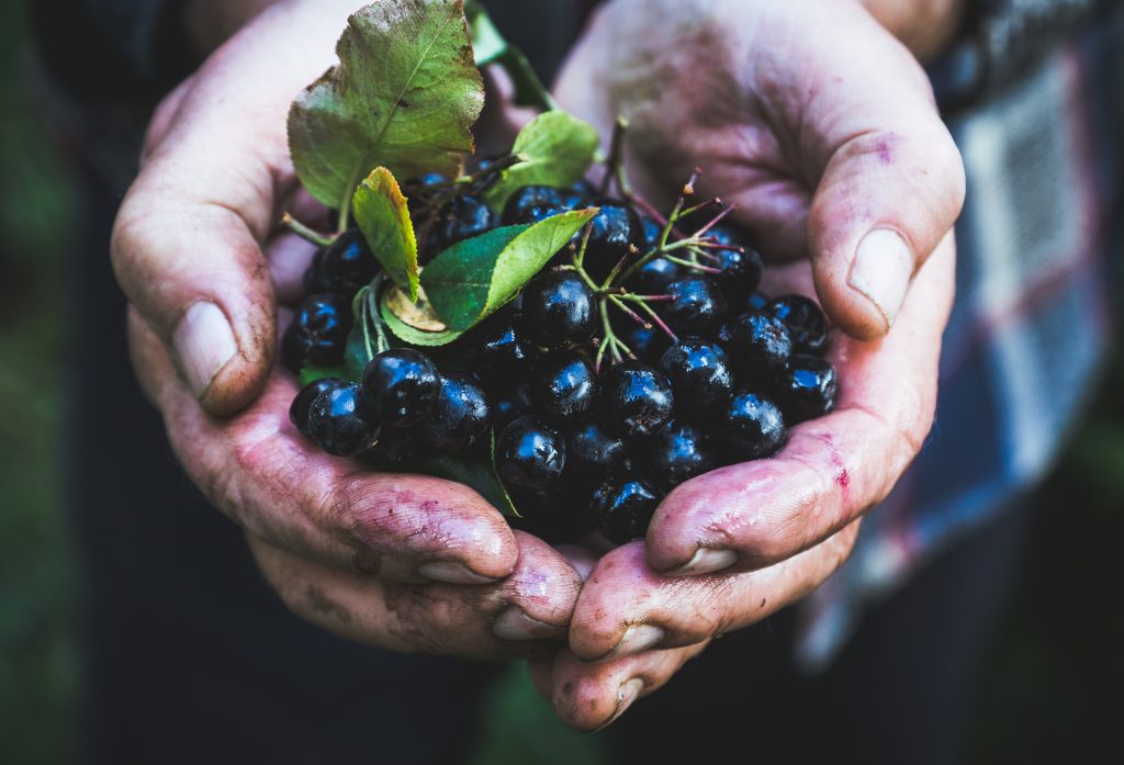 Aronia a plant that takes care of your health Aronia a plant that takes care of your health