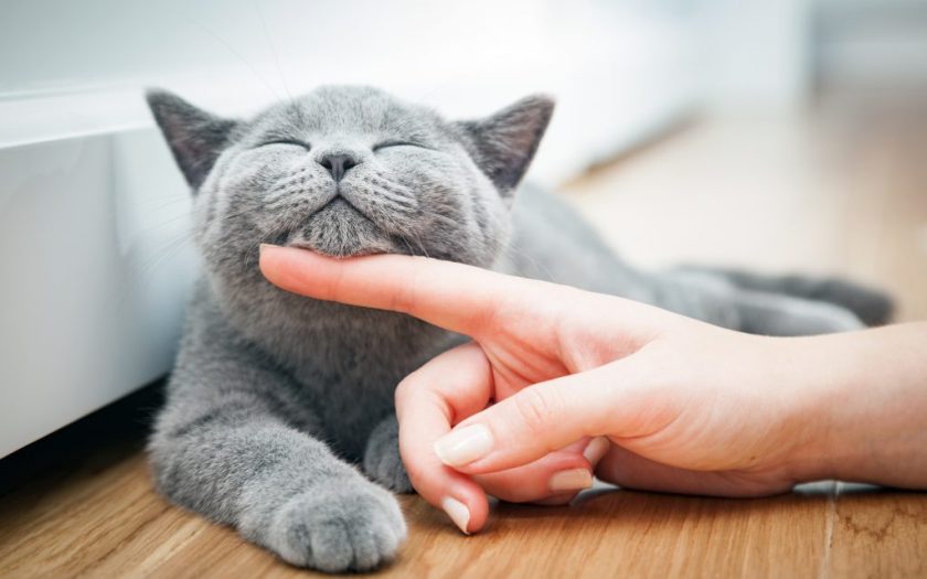 How long does a cat live?