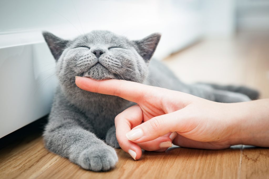 How long does a cat live? How long does a cat live?