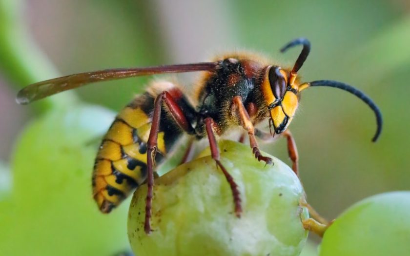 What if you are stung by a hornet: To save your life and avoid allergic reactions, you must do this immediately
